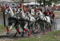 Lipicai Ménes Szilvásváradon