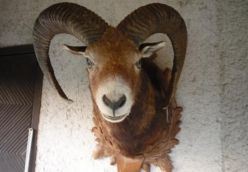 Muzeum Myślistwa i Wystawa Kolejarstwa 